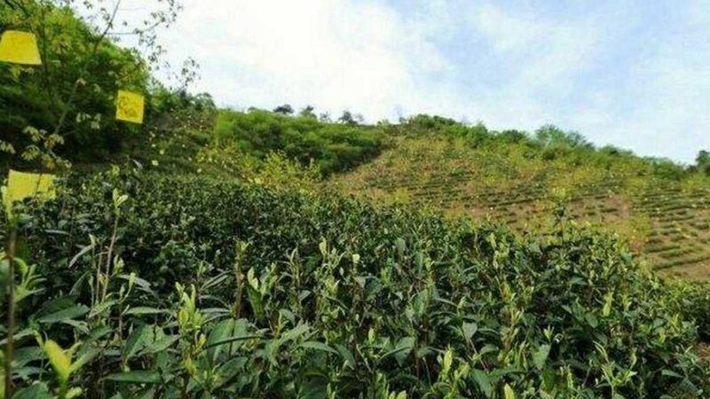 成都农业合作社加盟，这些条件你了解吗？**